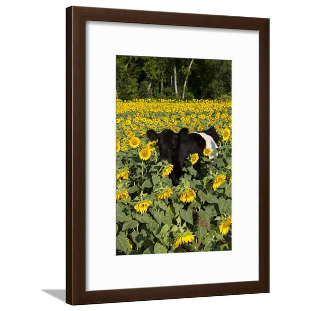 Belted Galloway Wooden Photo Frame 6 x 4 Landscape or Portrait Farming Gift 